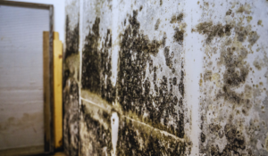Black mold infestation on drywall
