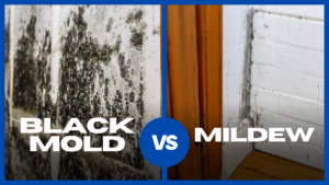 Black mold vs mildew