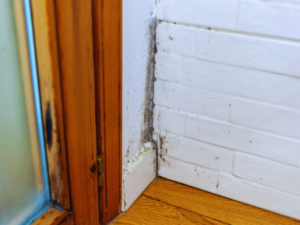Mildew growing inside Charlotte home