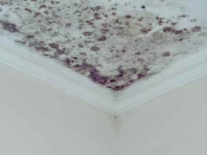 Mold developing on ceiling of Charlotte home