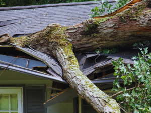 Fallen tree causing damage to Charlotte, NC home.